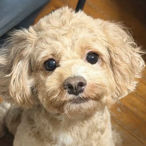 Lulu