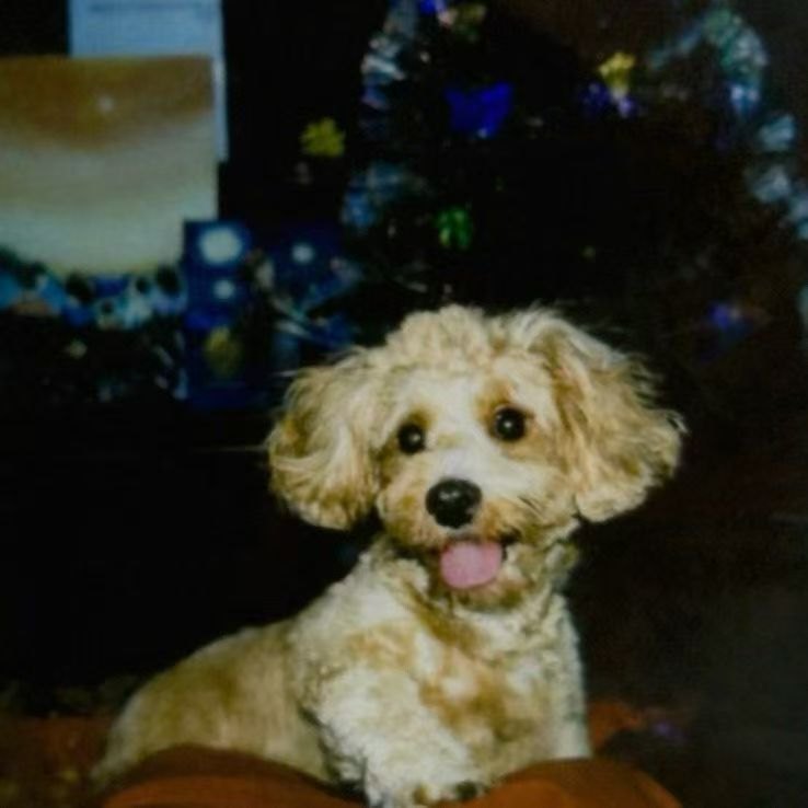 Lulu