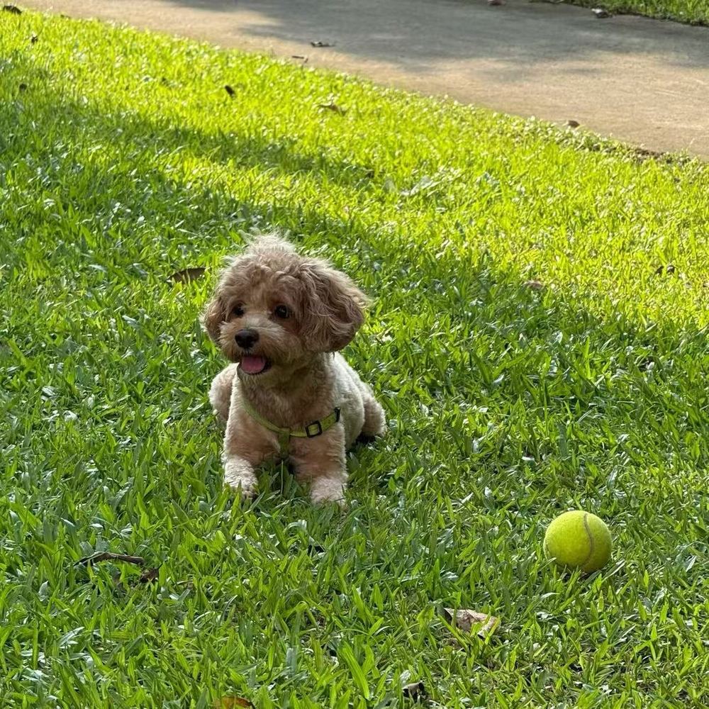 Lulu