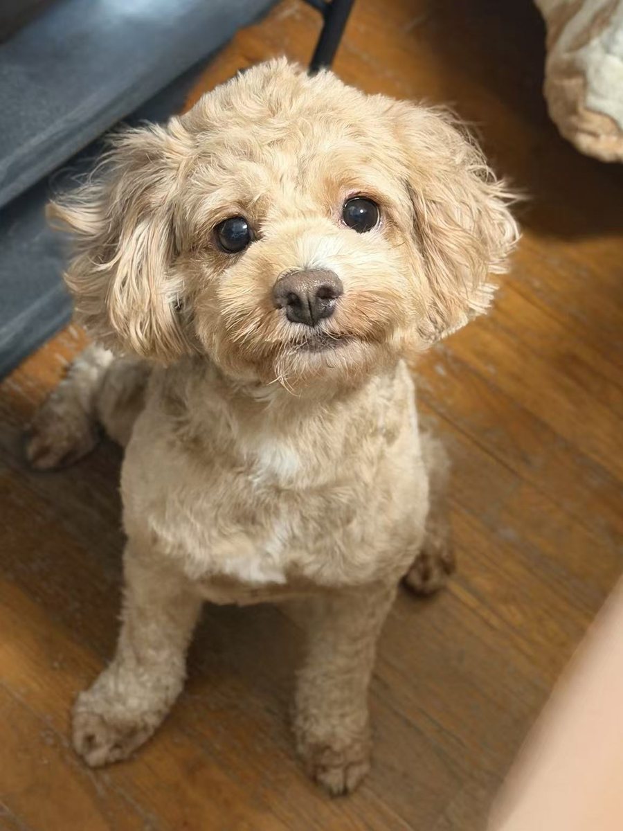 Lulu